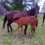Horse-breeding
